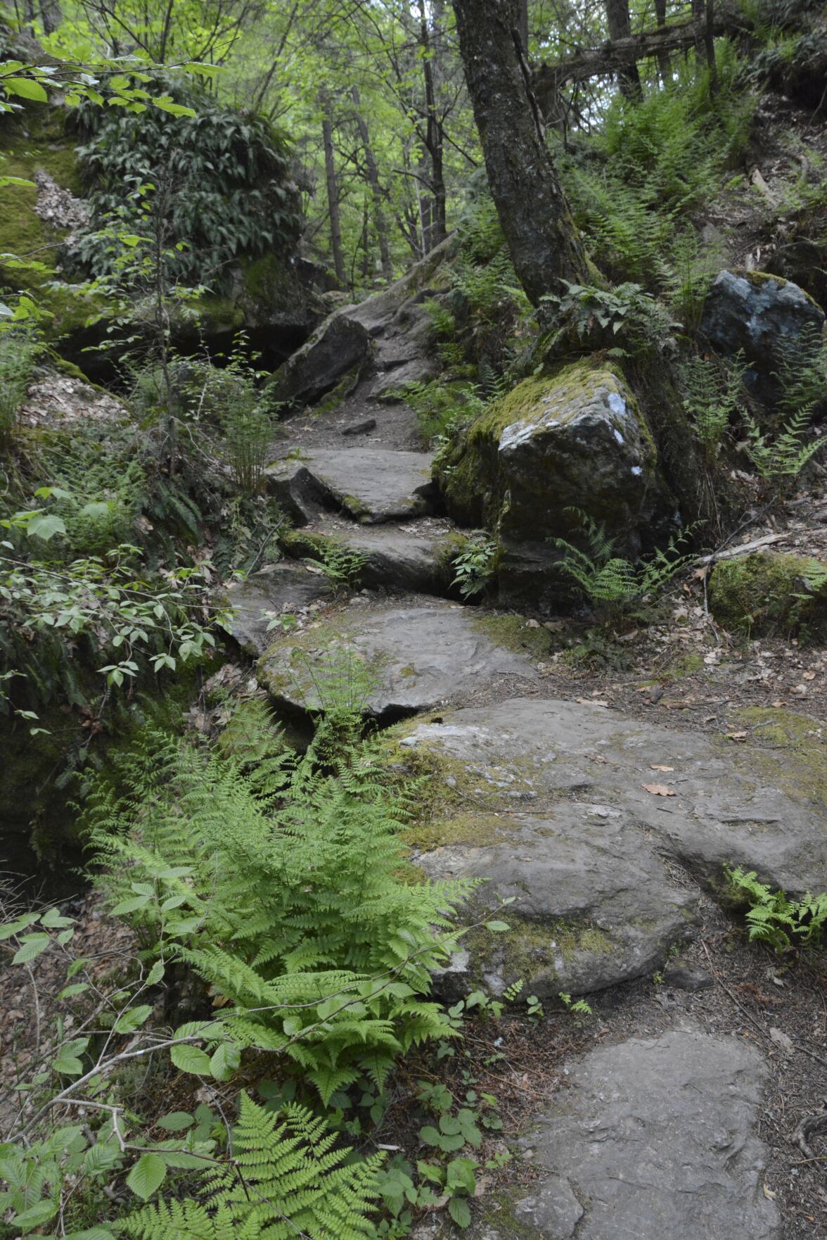 ice glen ravine